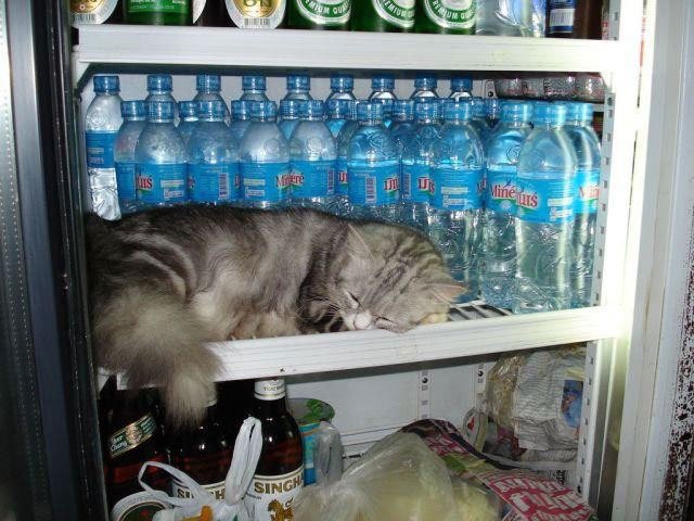gatos-dormidos-sitios-raros15