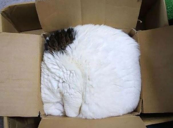 gatos-dormidos-sitios-raros17