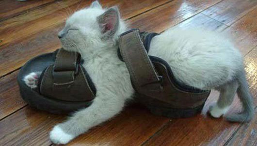 gatos-dormidos-sitios-raros8