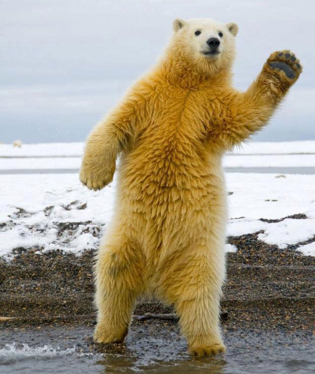 oso-polar-saludando