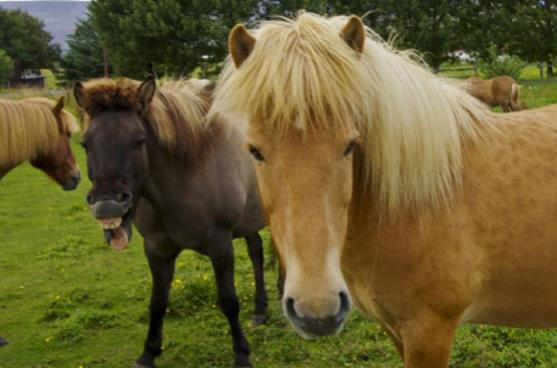 animales-arruina-fotos15
