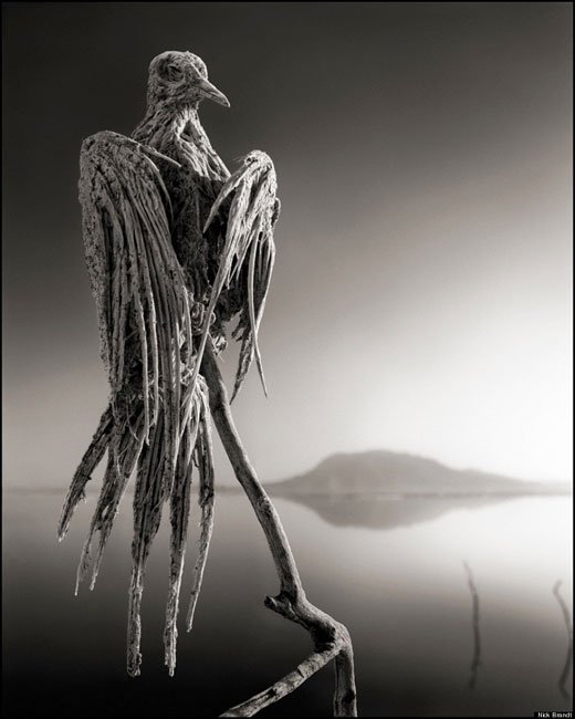 animales-piedra-lago-natron3