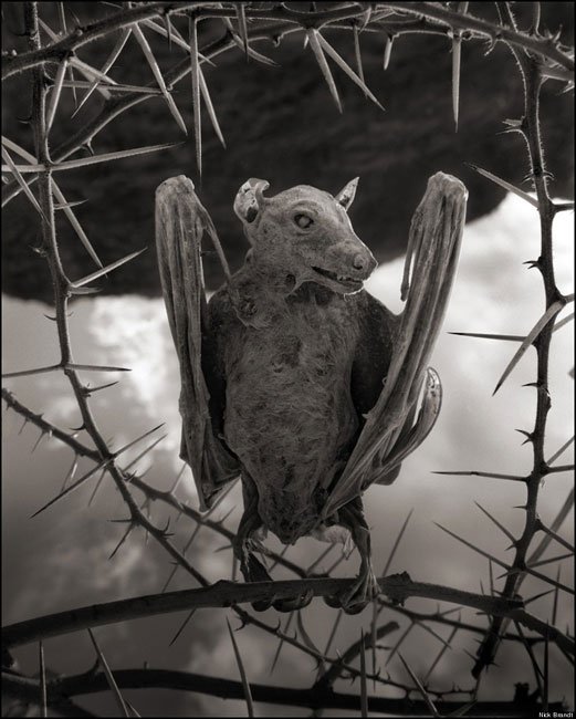 animales-piedra-lago-natron5