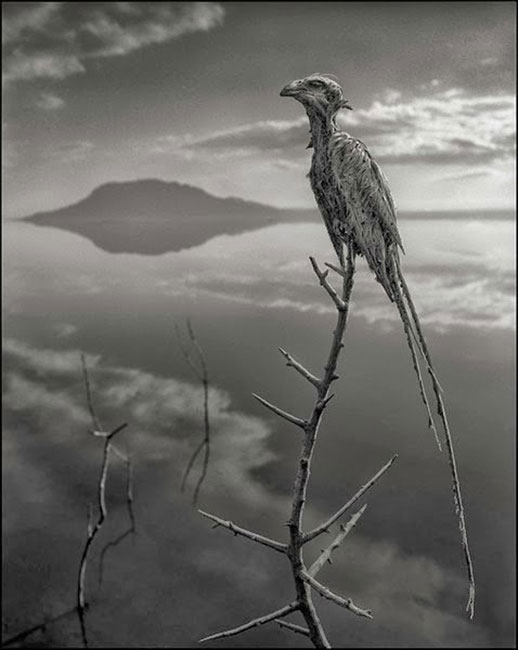 animales-piedra-lago-natron6