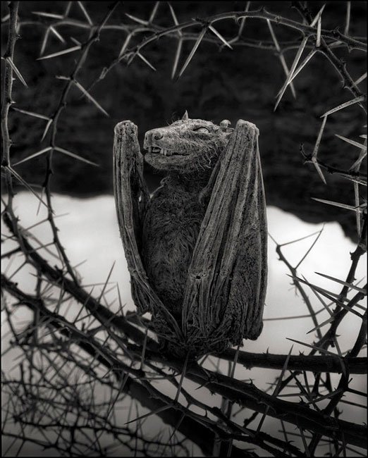 animales-piedra-lago-natron7