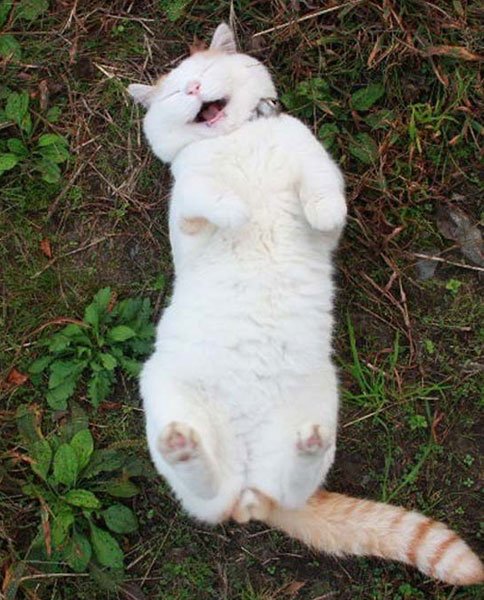gato-zen9