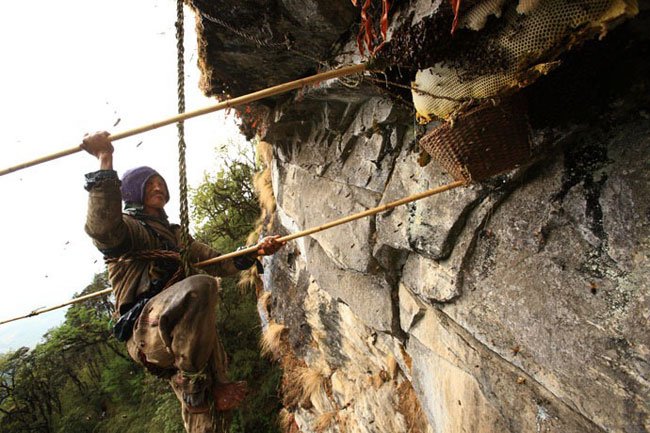 miel-nepal-gurung14