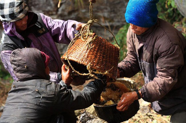 miel-nepal-gurung17