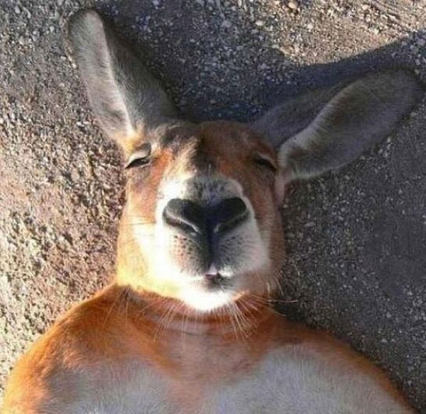 selfie-animales10