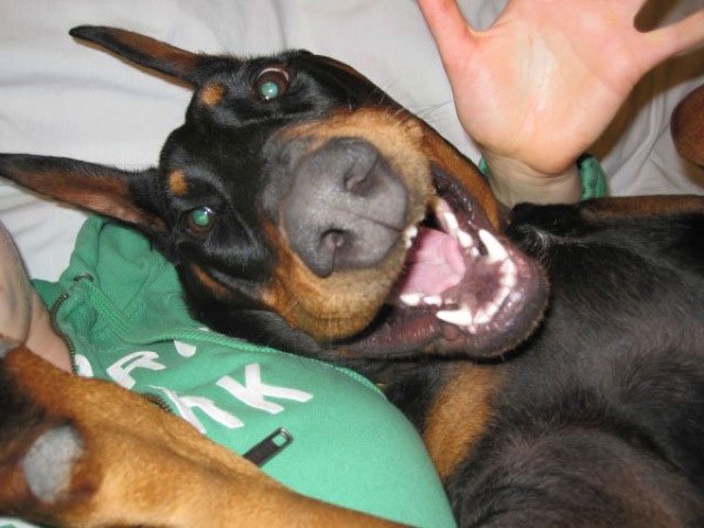 selfie-animales14