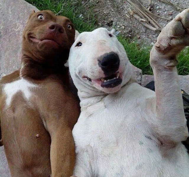 selfie-animales18