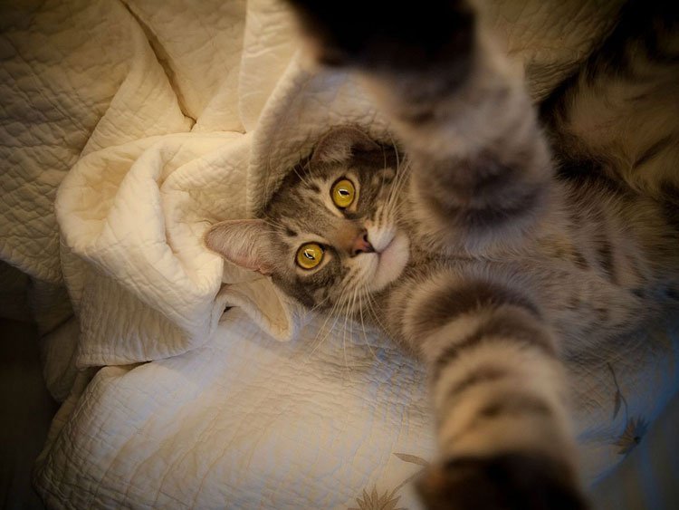 selfie-animales19