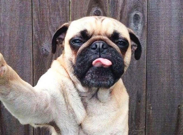selfie-animales4