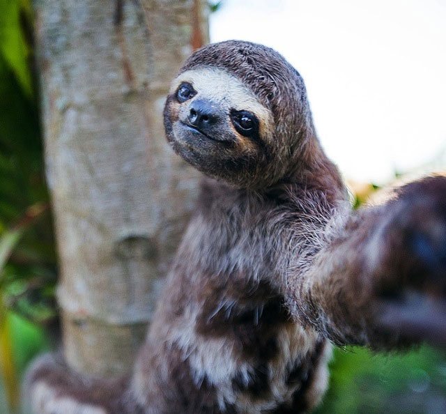 selfie-animales7