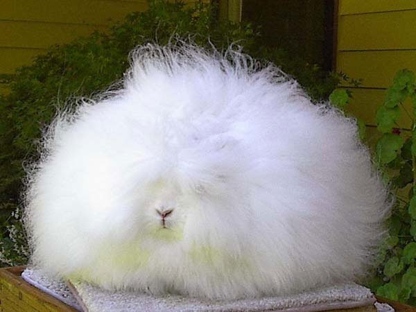 conejo-angora6