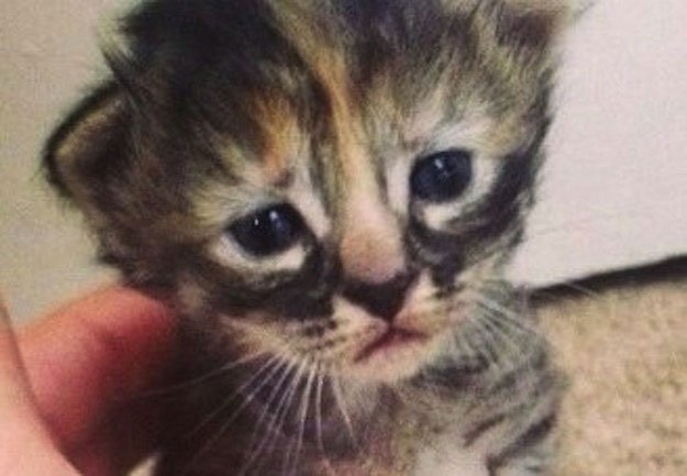 gato-triste6