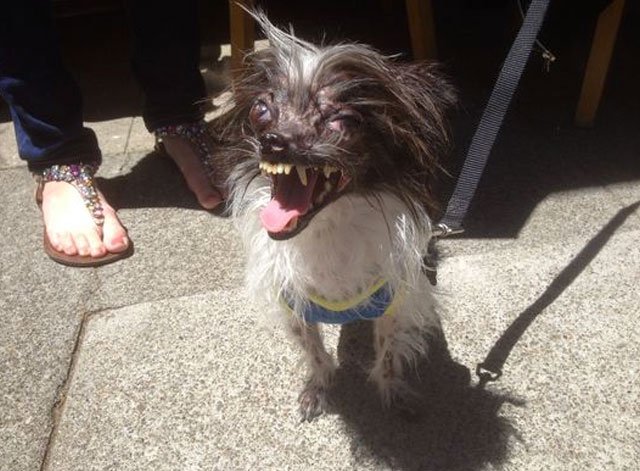 peanut-2014-perro-mas-feo5