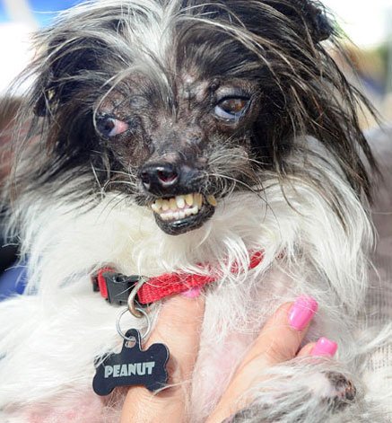 peanut-2014-perro-mas-feo7