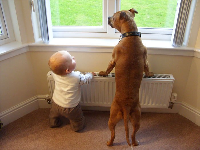 perros-grandes-bebes11