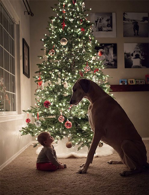 perros-grandes-bebes2