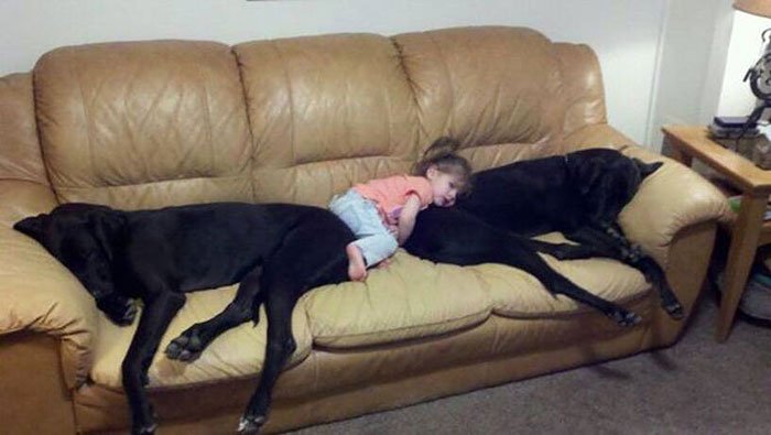 perros-grandes-bebes9