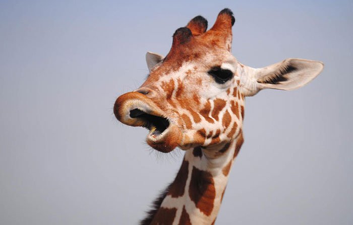 animales-no-fotogenicos16