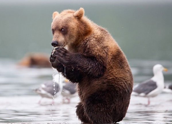 animales-tramando7