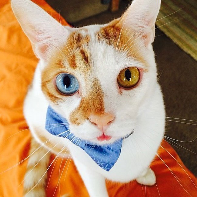 gatos-corbata11