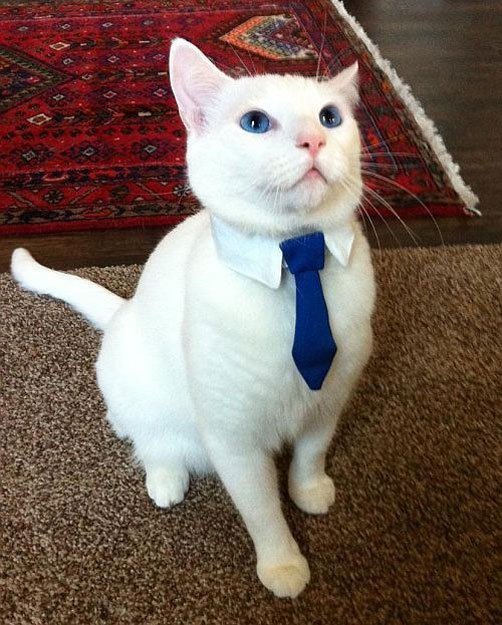 gatos-corbata5