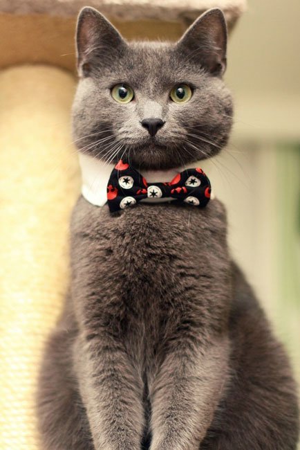 gatos-corbata8