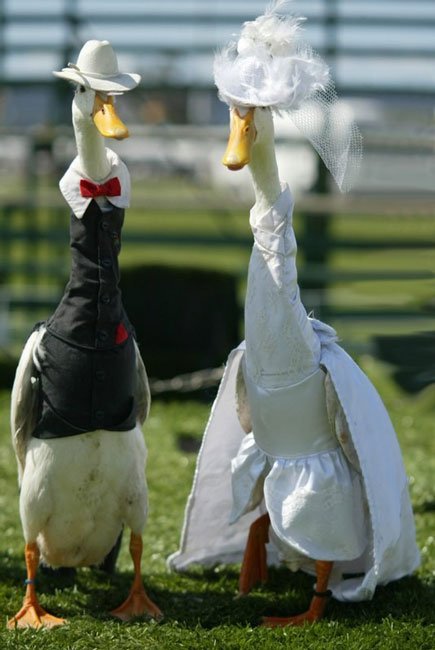 Estos son los patos más elegantes que has visto nunca. ¡Tienen modista!