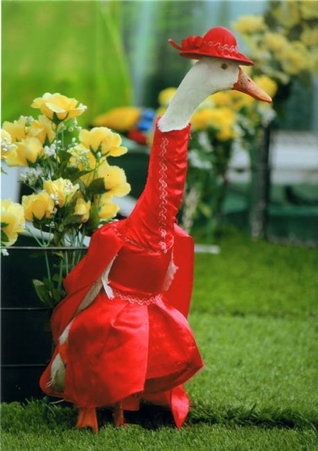 patos-elegantes7