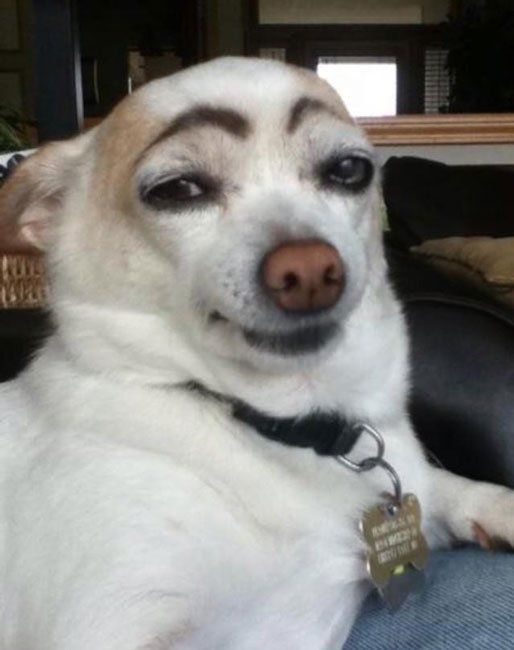 perros-cejas1