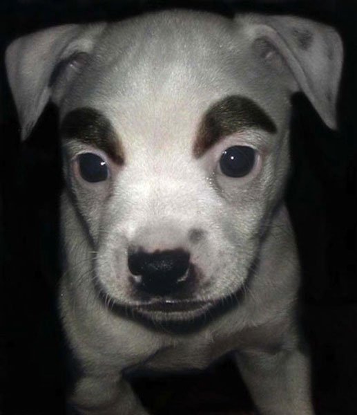 perros-cejas18