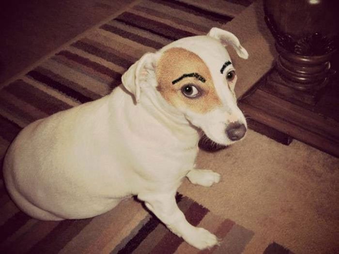 perros-cejas21