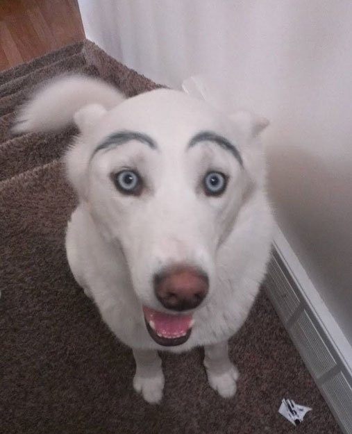 perros-cejas22