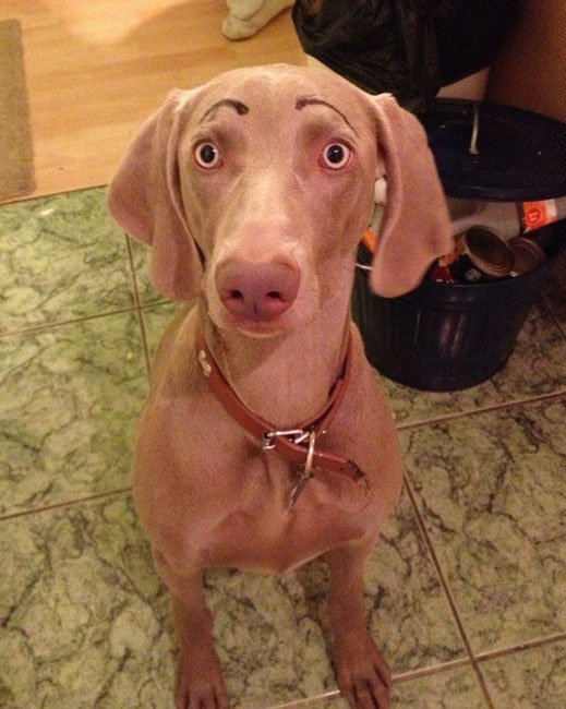 perros-cejas3