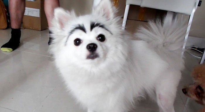 perros-cejas9