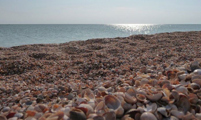 playas-conchas9