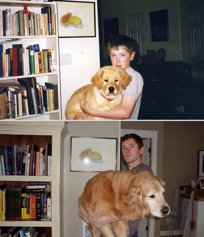 antes-despues-animales22