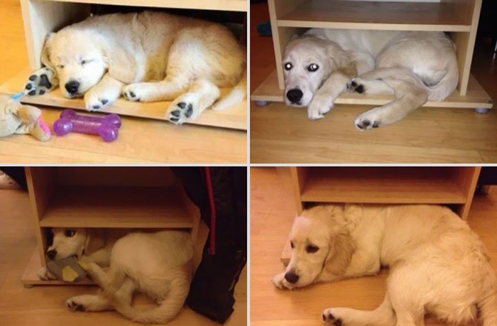antes-despues-animales8