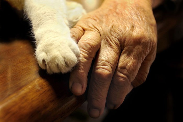 historia-abuela-gato19