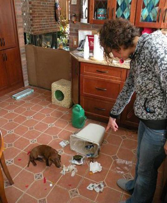 perros-culpables13