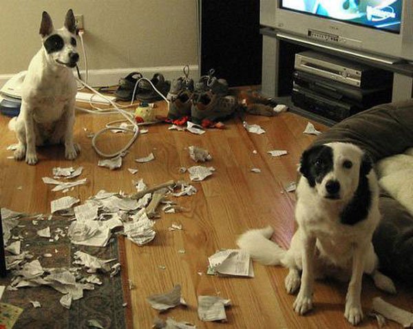 perros-culpables5
