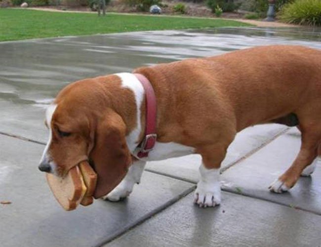 perros-culpables7