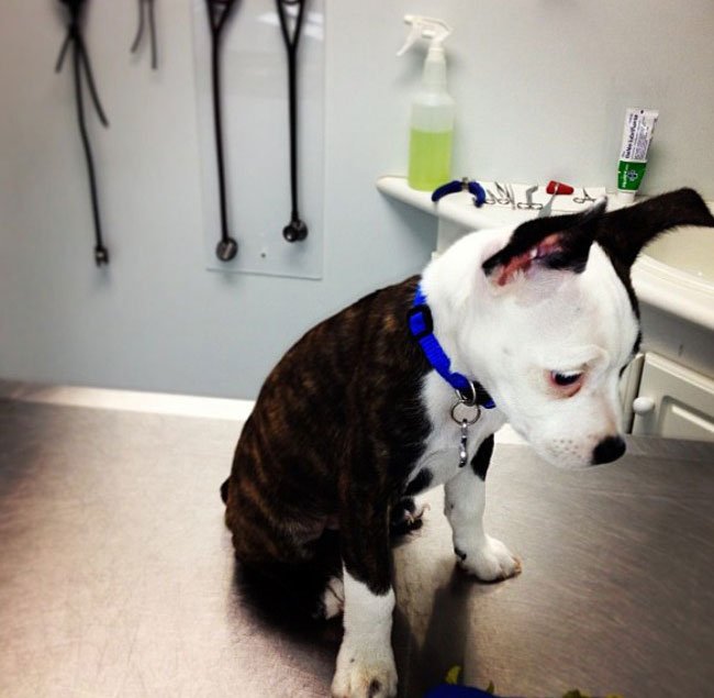 perros-veterinario12