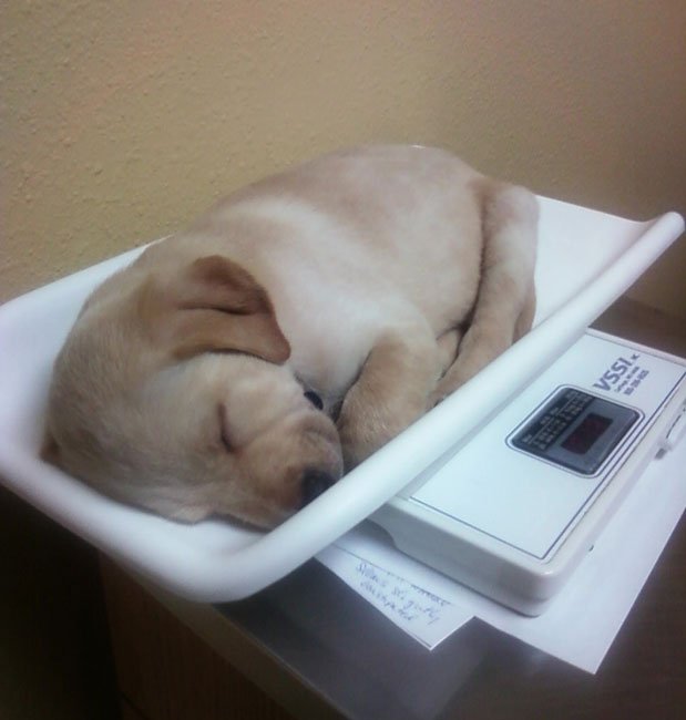 perros-veterinario20