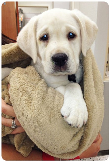 perros-veterinario4
