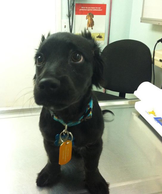perros-veterinario5