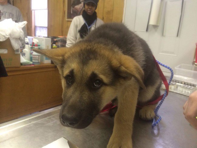 perros-veterinario8